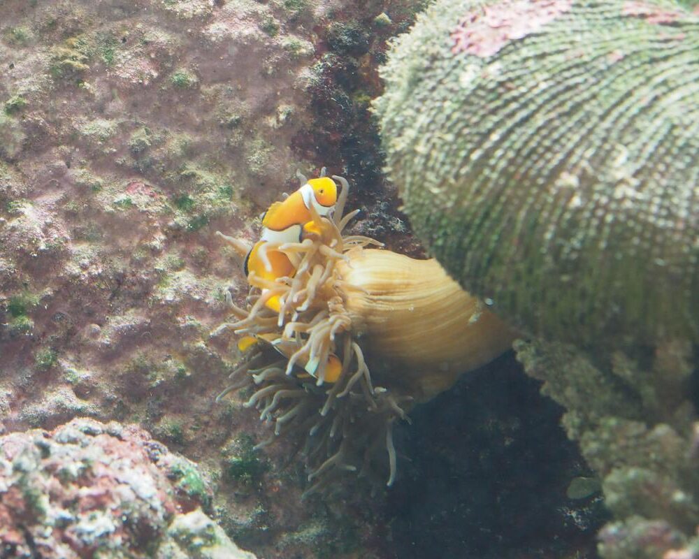 10 Things to Do in Cairns (That Locals Actually Recommend) | Saltrove