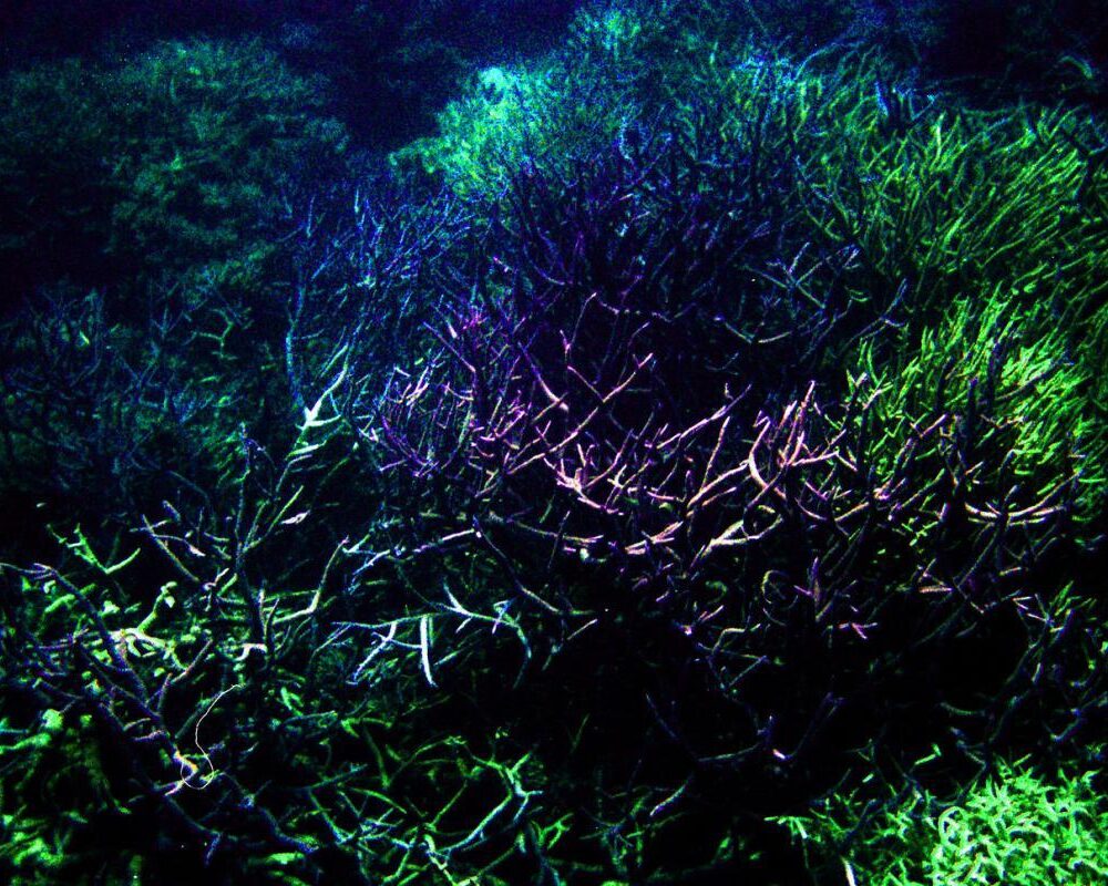 Queensland Travel Guide: Reef, Rainforest, and Outback | Saltrove