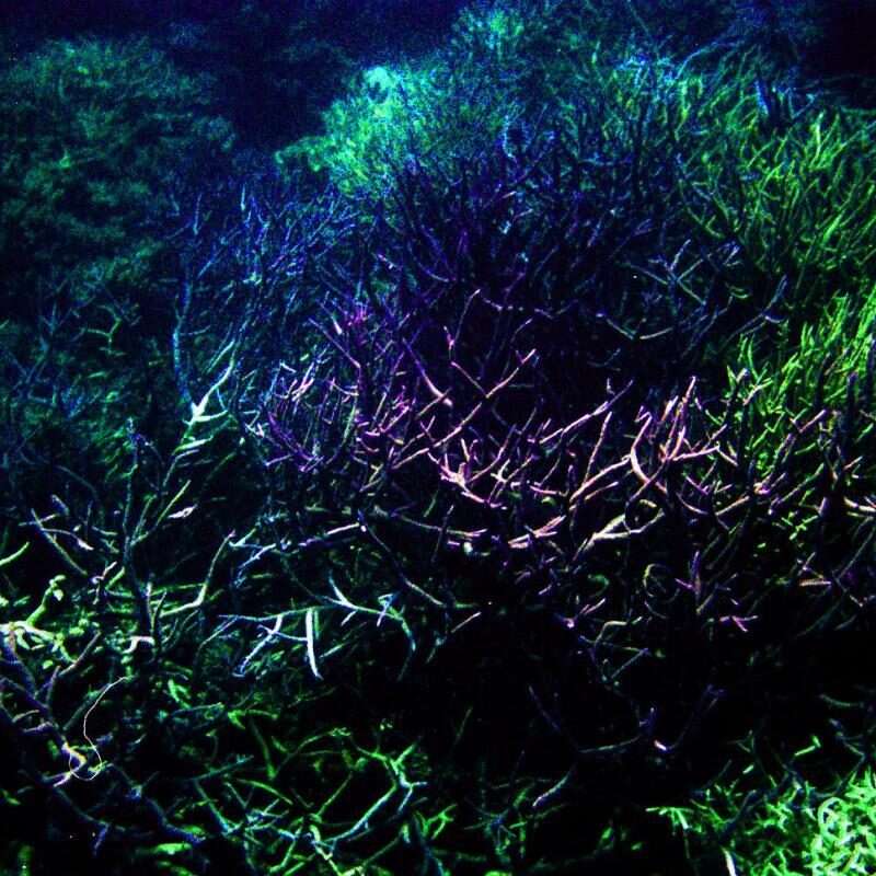 Queensland Travel Guide: Reef, Rainforest, and Outback