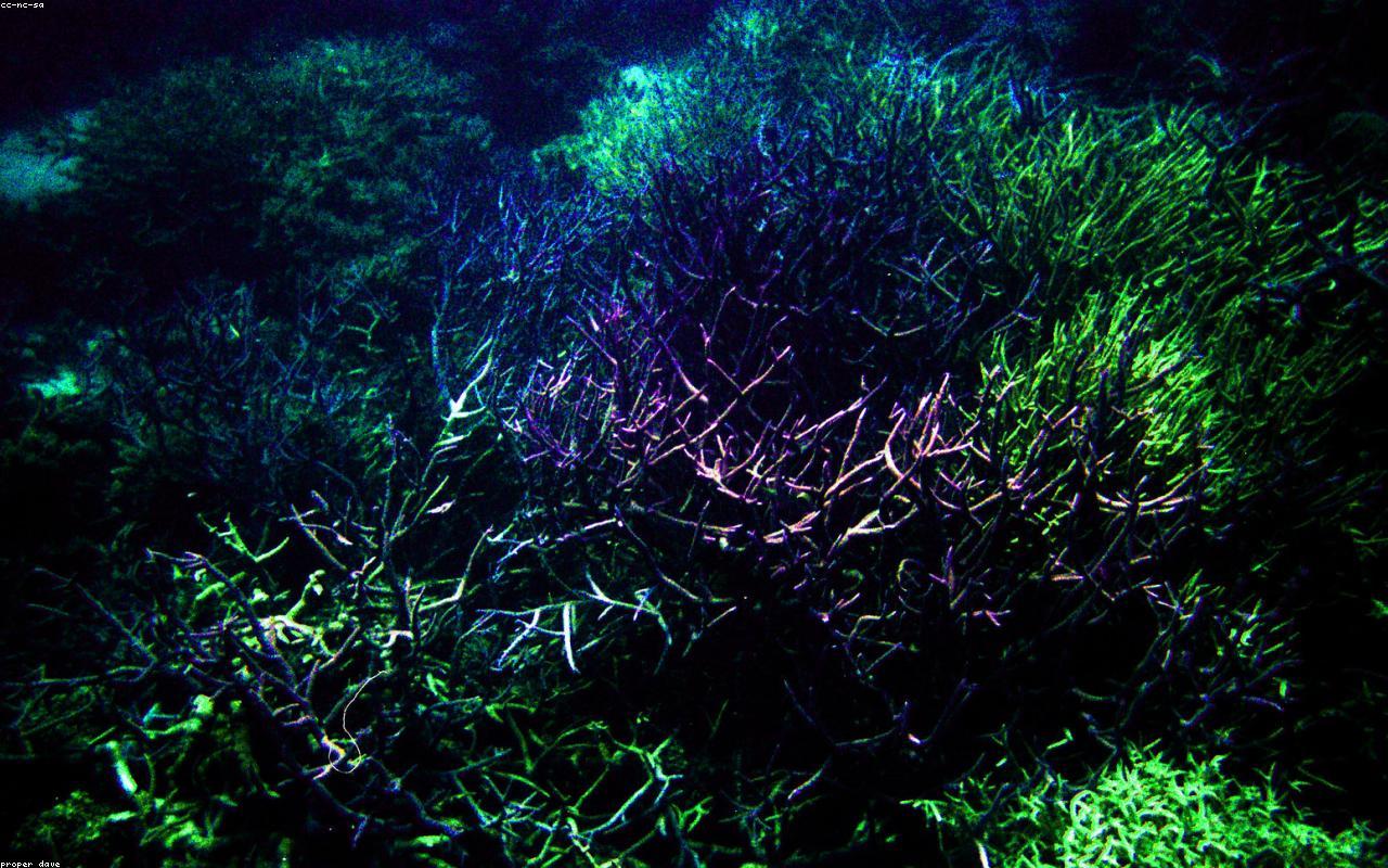 Queensland Travel Guide: Reef, Rainforest, and Outback