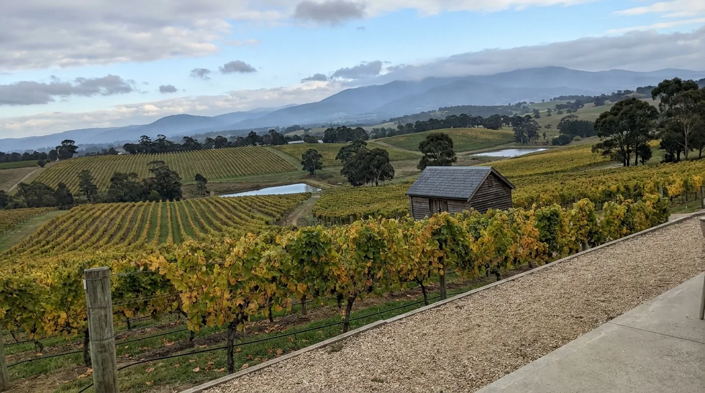 Rolling Yarra Valley vineyard rows in autumn with cool light over hills